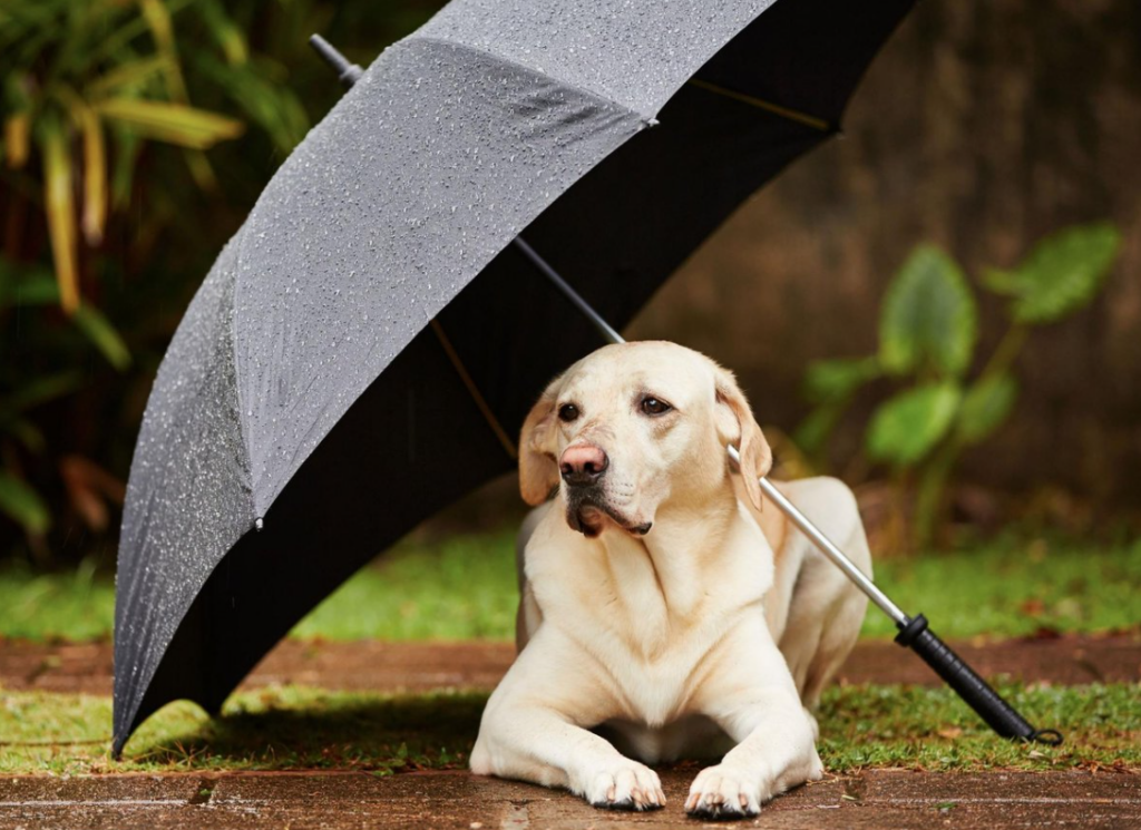 SPRING SHOWERS 5 RAINY-DAY ACTIVITIES FOR YOUR DOG